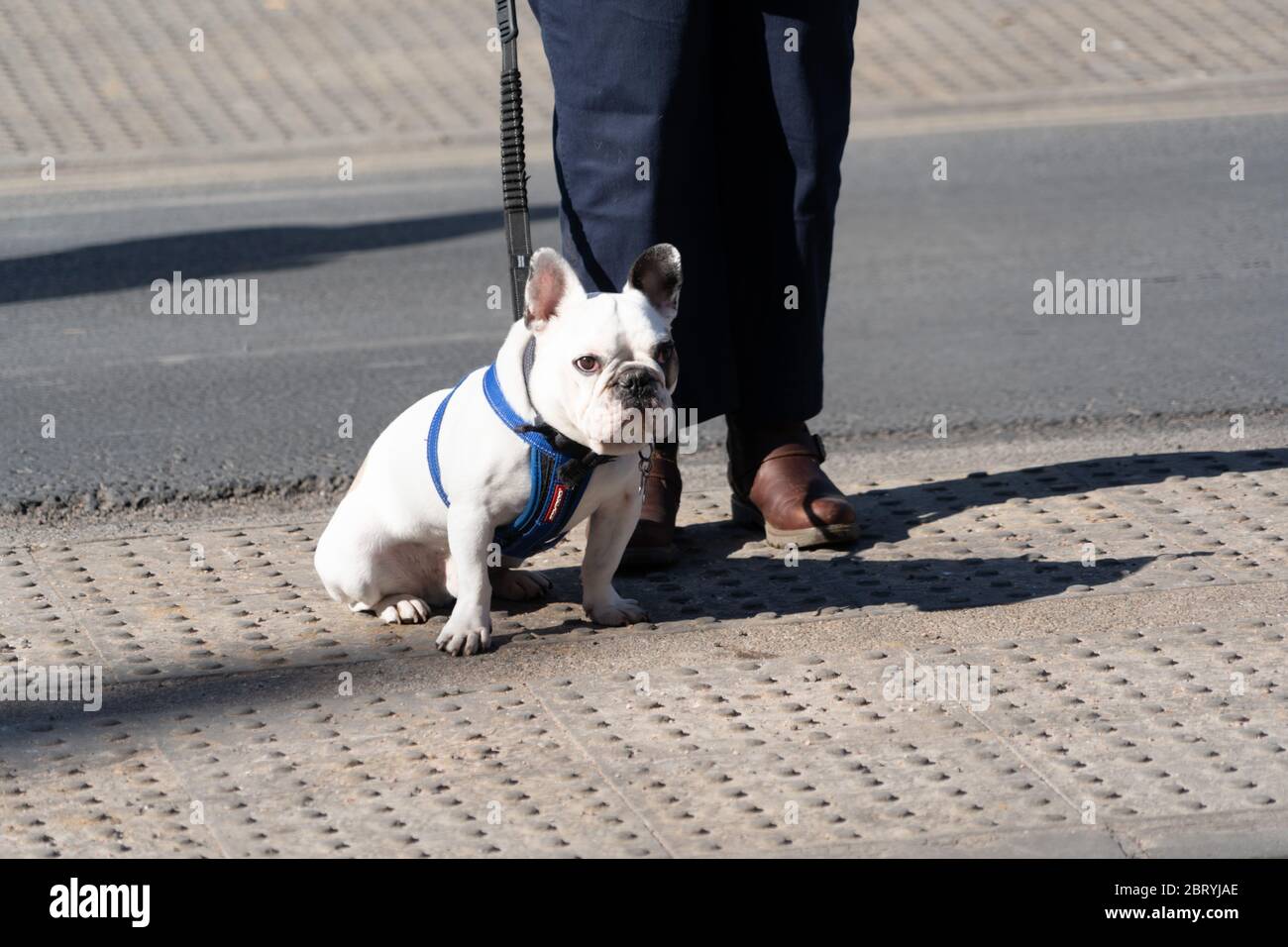 Un piccolo bulldog bianco su un piombo sedette accanto al suo proprietario in una strada, York, North Yorkshire, Inghilterra, Regno Unito. Foto Stock