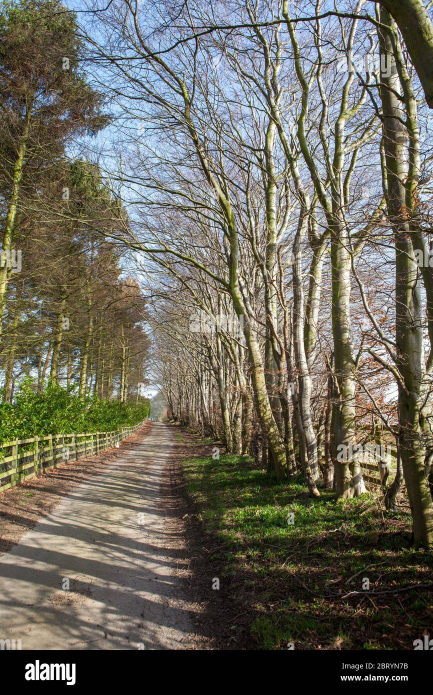 Una strada stretta che attraversa un viale di alberi in una soleggiata giornata primaverile ad Harewood, West Yorkshire Foto Stock