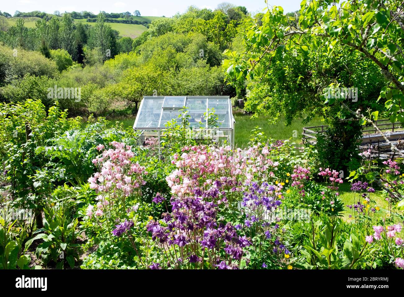 Aquilegia viola e rosa in fiore in un giardino di primavera con serra nella campagna gallese a maggio Carmarthenshire Galles UK KATHY DEWITT Foto Stock