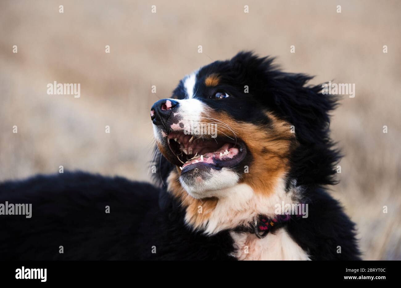 Un grande cane di montagna bernese, una razza pedigree con macchie bianche  e marroni in pelliccia nera Foto stock - Alamy