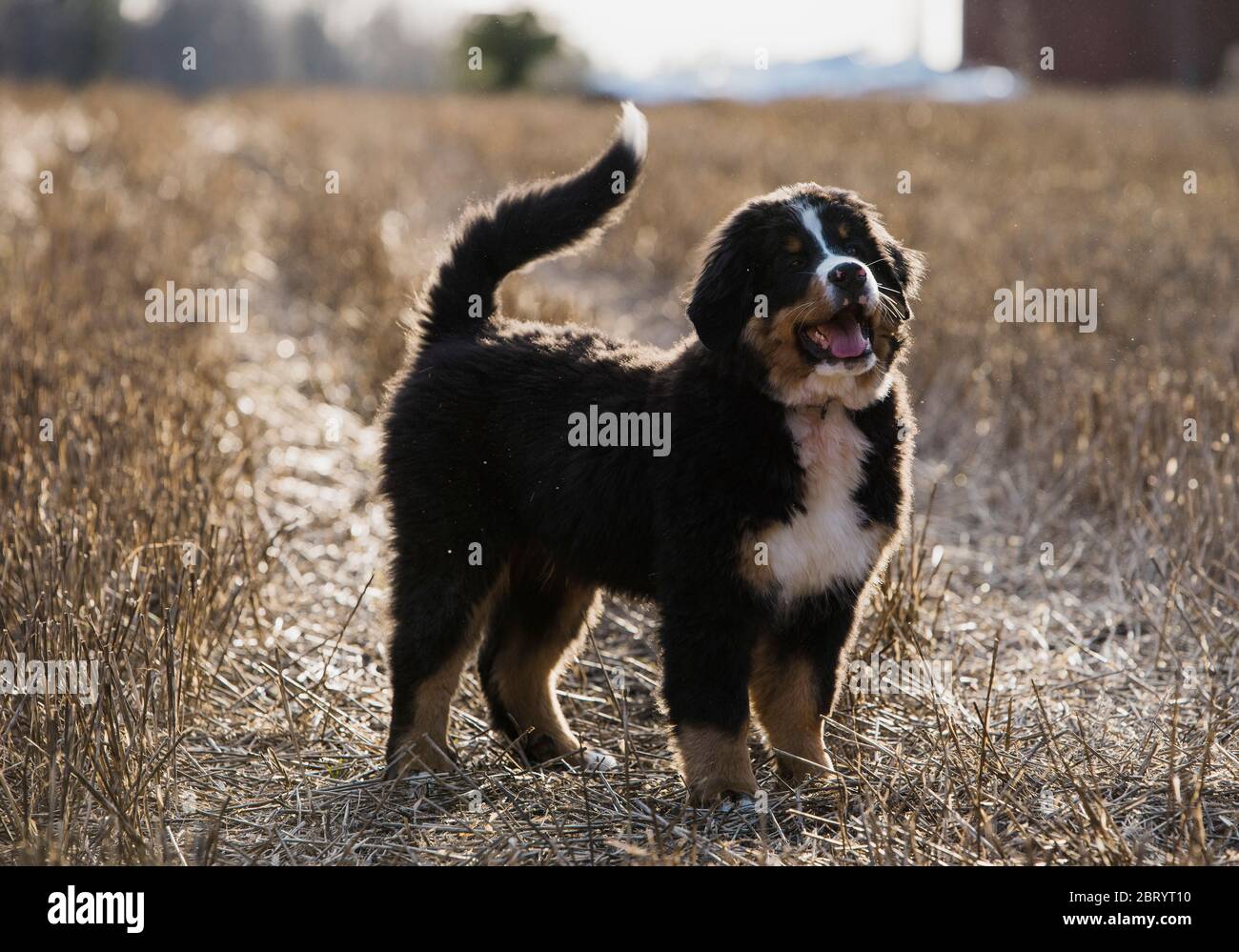 Un grande cane di montagna bernese, una razza pedigree con macchie bianche e marroni in pelliccia nera. Foto Stock