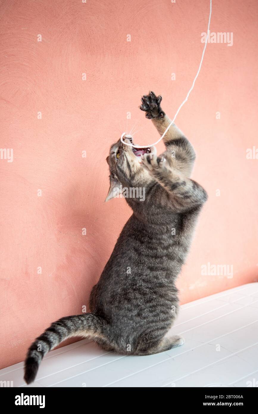 Primo piano di gatto grigio tabby che gioca con un pezzo di corda. Foto Stock