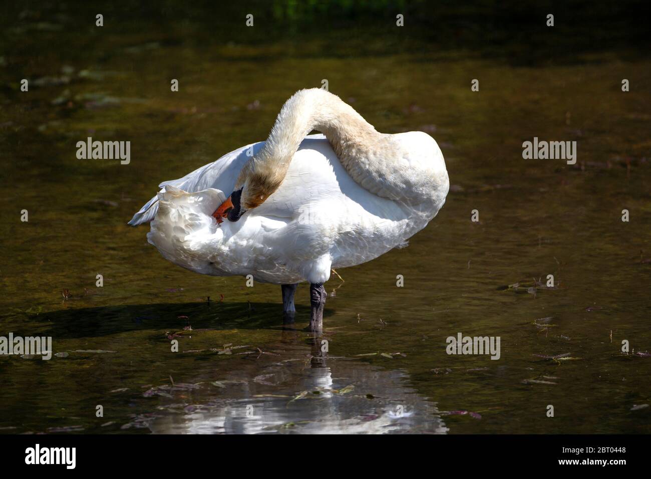 Single Mute Swan Cygnus colore nel profilo preening le sue piume su uno sfondo scuro Foto Stock