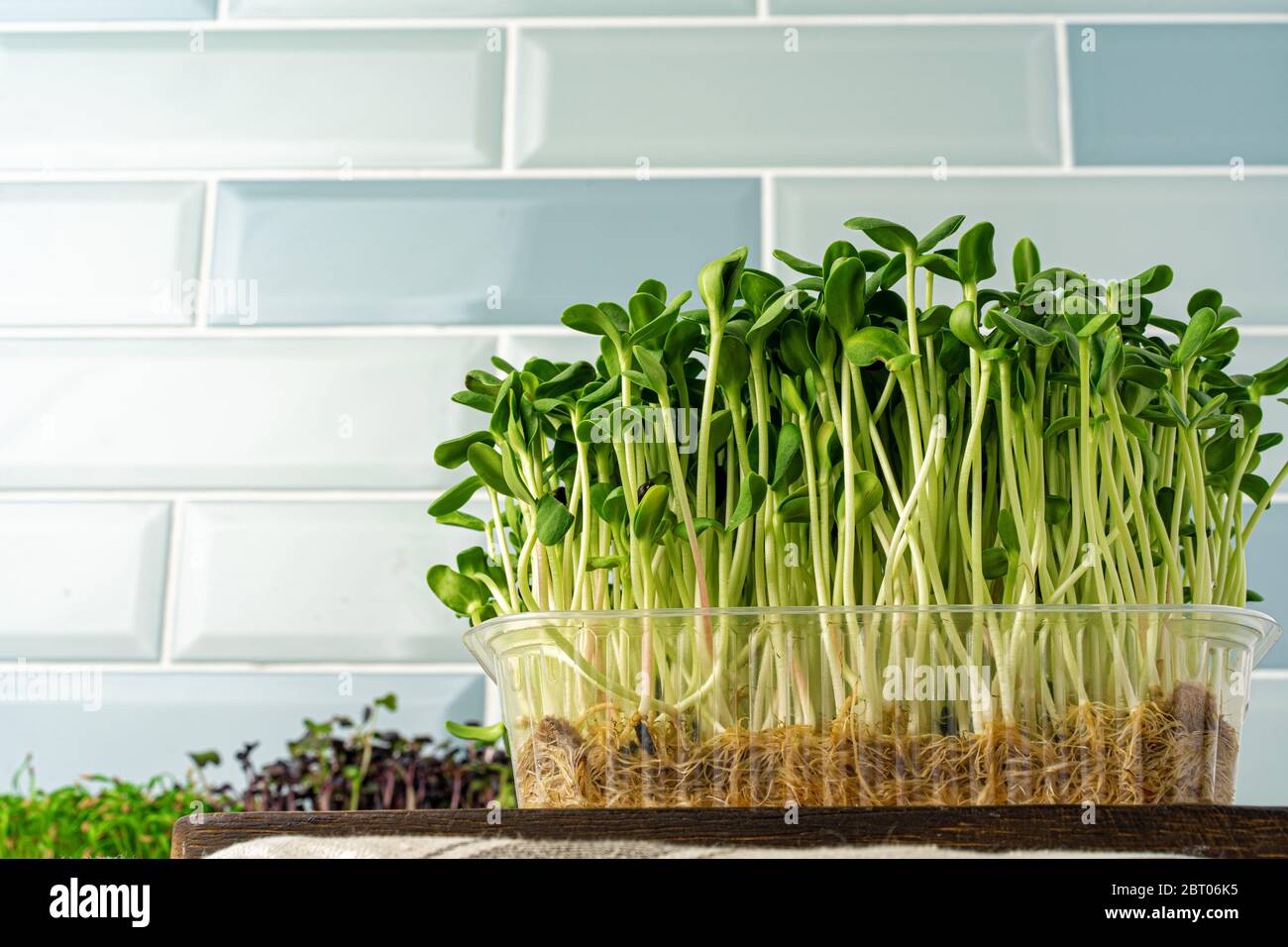 Micro germogli verdi che crescono in vassoio in cucina contro la parete di  piastrelle di menta Foto stock - Alamy