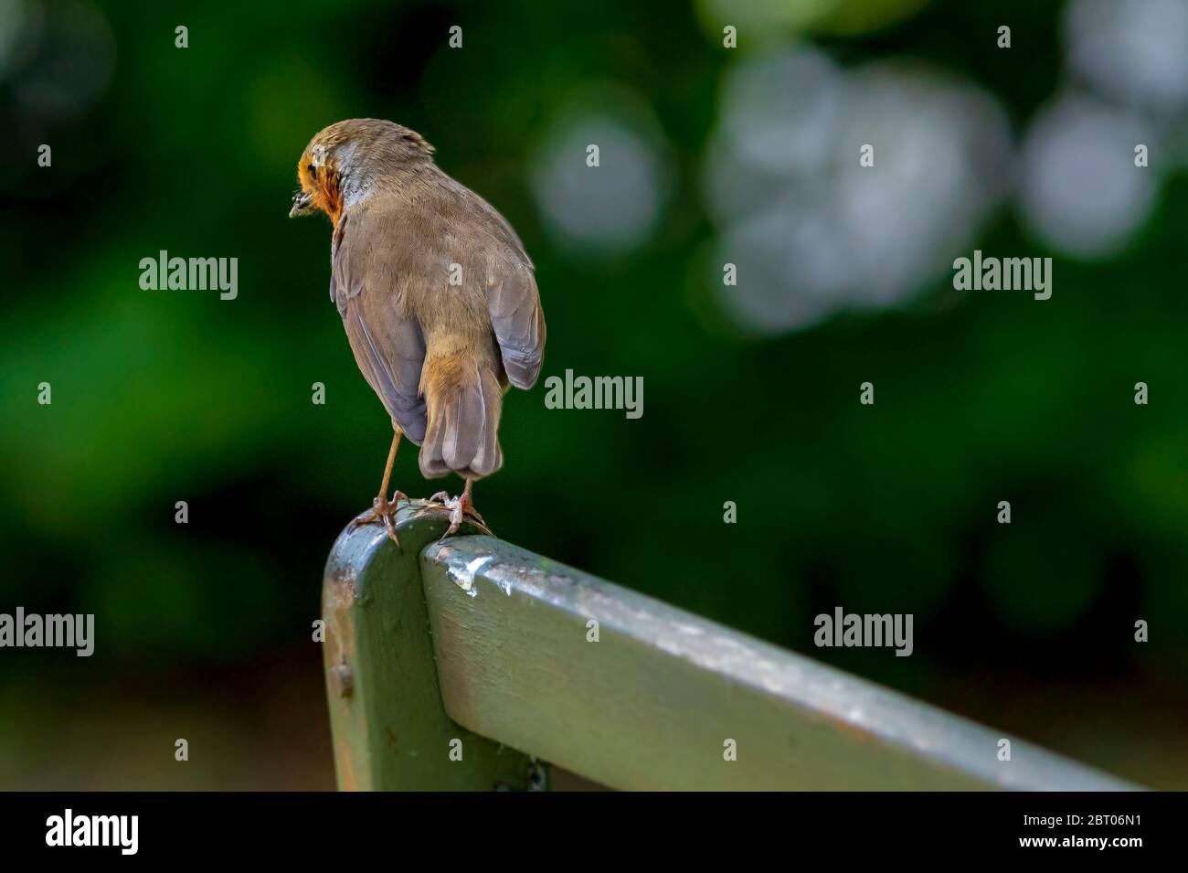 Uccello comune giardino il robin. Foto Stock