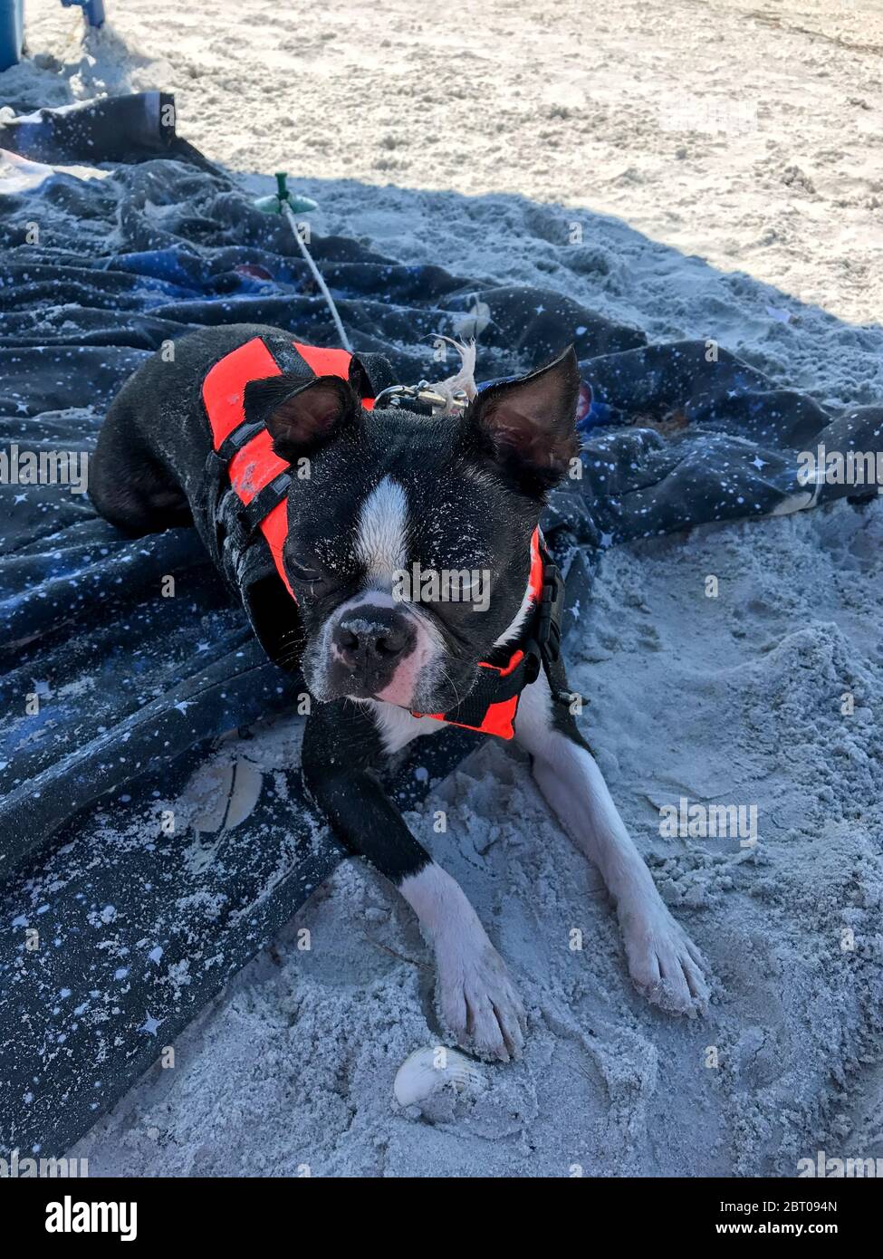 Boston Terrier indossa un giubbotto salvagente sulla spiaggia. Foto Stock