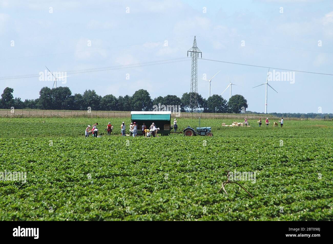 Acri di vacanza lavoro lavoro lavoro raccolto del lavoro agricolo settore agricoltura di manodopera agricola Foto Stock