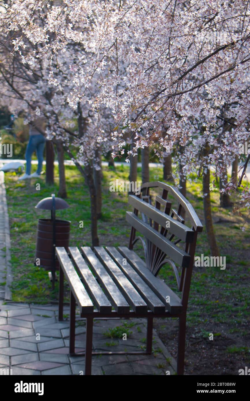 Ciliegio di uccello in fiore (lat. Prunus padus) Foto Stock