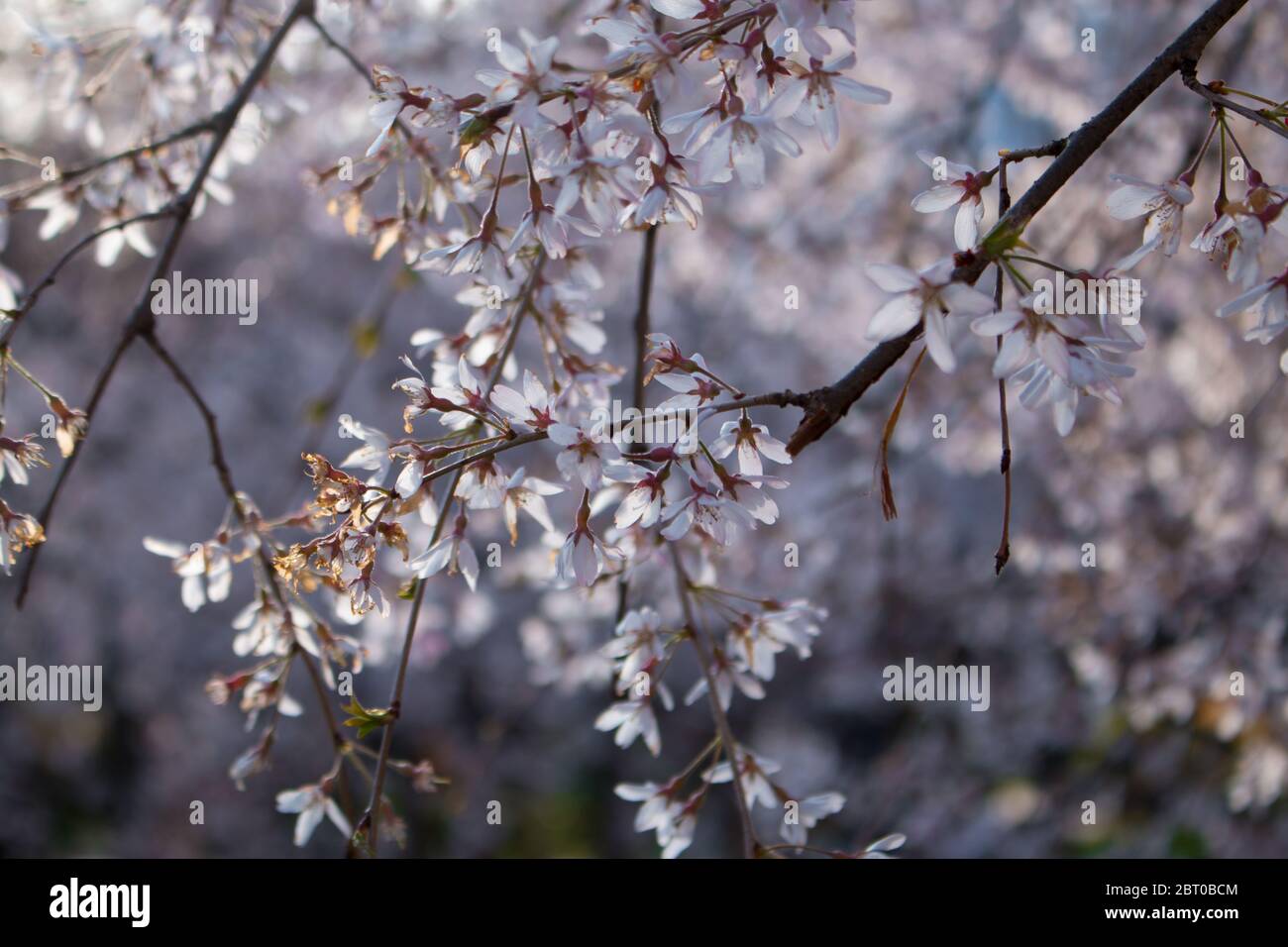 Ciliegio di uccello in fiore (lat. Prunus padus) Foto Stock