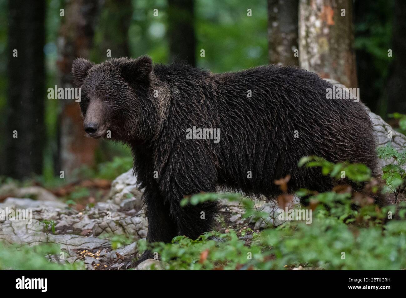 Orso bruno europeo, Ursus arctos nella foresta di Ntranjska in Slovenia Foto Stock