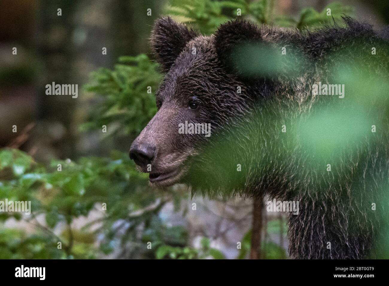 Orso bruno europeo, Ursus arctos nella foresta di Ntranjska in Slovenia Foto Stock