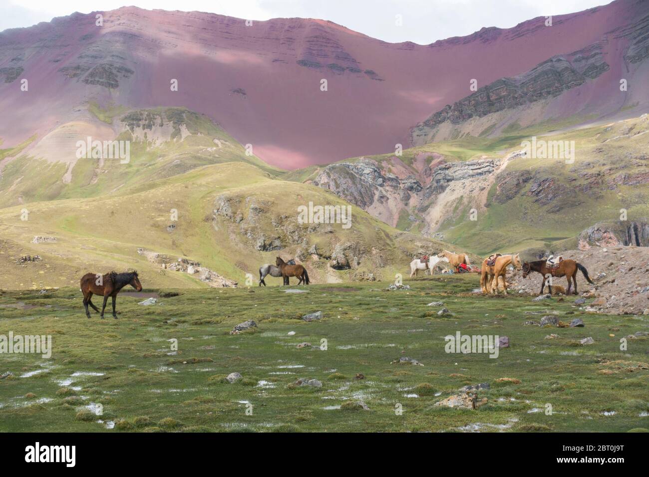 Cavalli che pascolano vicino alla montagna di Vinicunca, conosciuta anche come la montagna dei sette colori, o montagna arcobaleno nelle Ande peruviane. Foto Stock