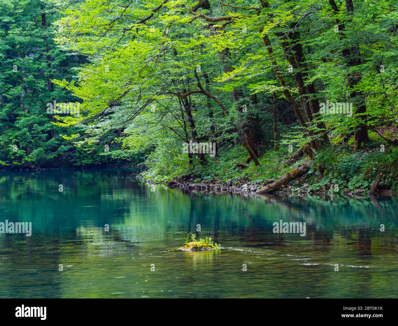 Splendida primavera verde natura colore nella foresta vicino alla fonte del fiume Kupa in Croazia Europa Foto Stock