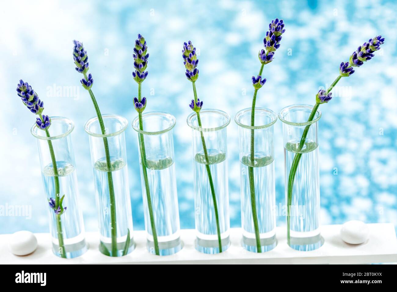 Esperimento scientifico sui fiori di lavanda in tubi di prova. Foto Stock