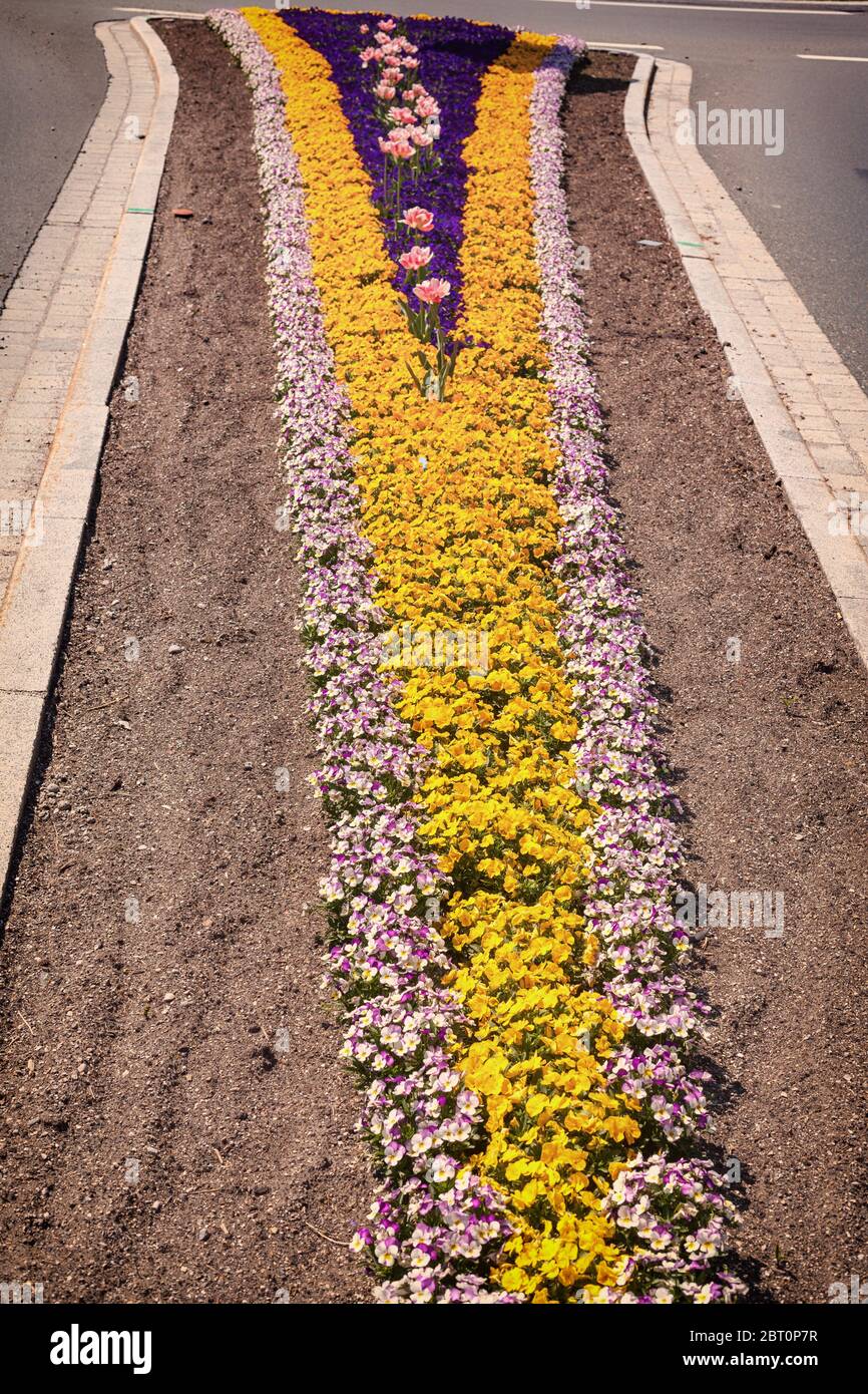 Isola del traffico ad una rotonda piantata con fiori colorati Foto Stock