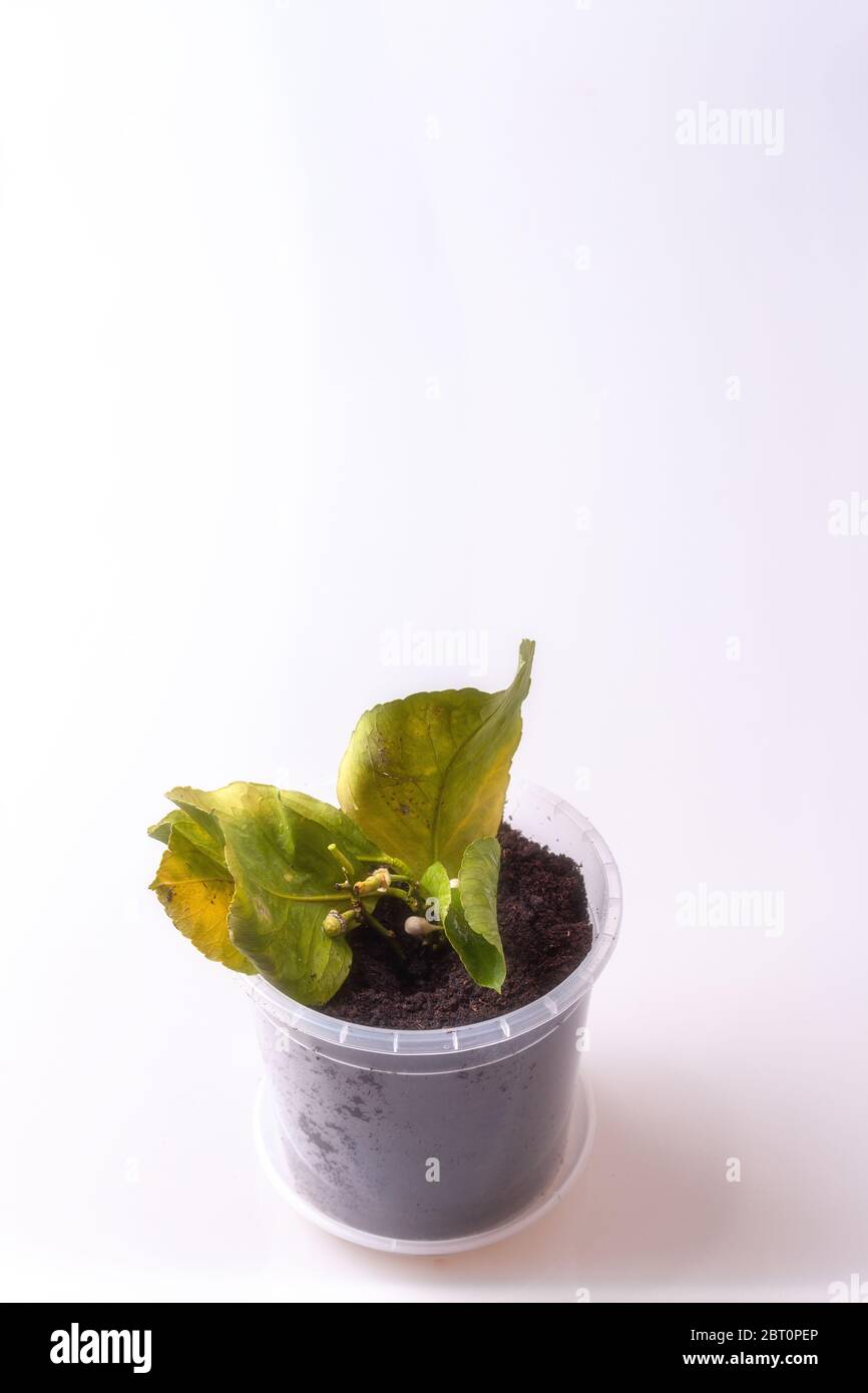 Limone organico con gambo da cui pendono fiori e foglie - isolato Foto Stock