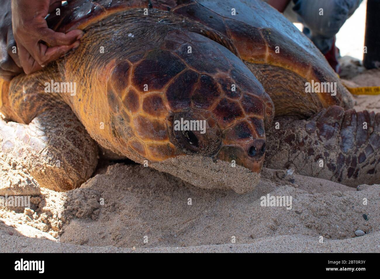 Tartaruga Loggerhead maschio, soprannominato Djalo, etichettato con trasmettitore GPS per il tracciamento sull'isola di Boa Vista, Capo Verde Foto Stock