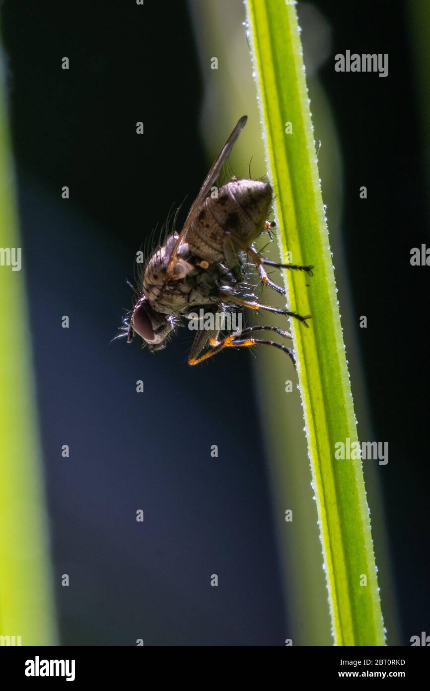 Siphona Geniculata Fly Foto Stock