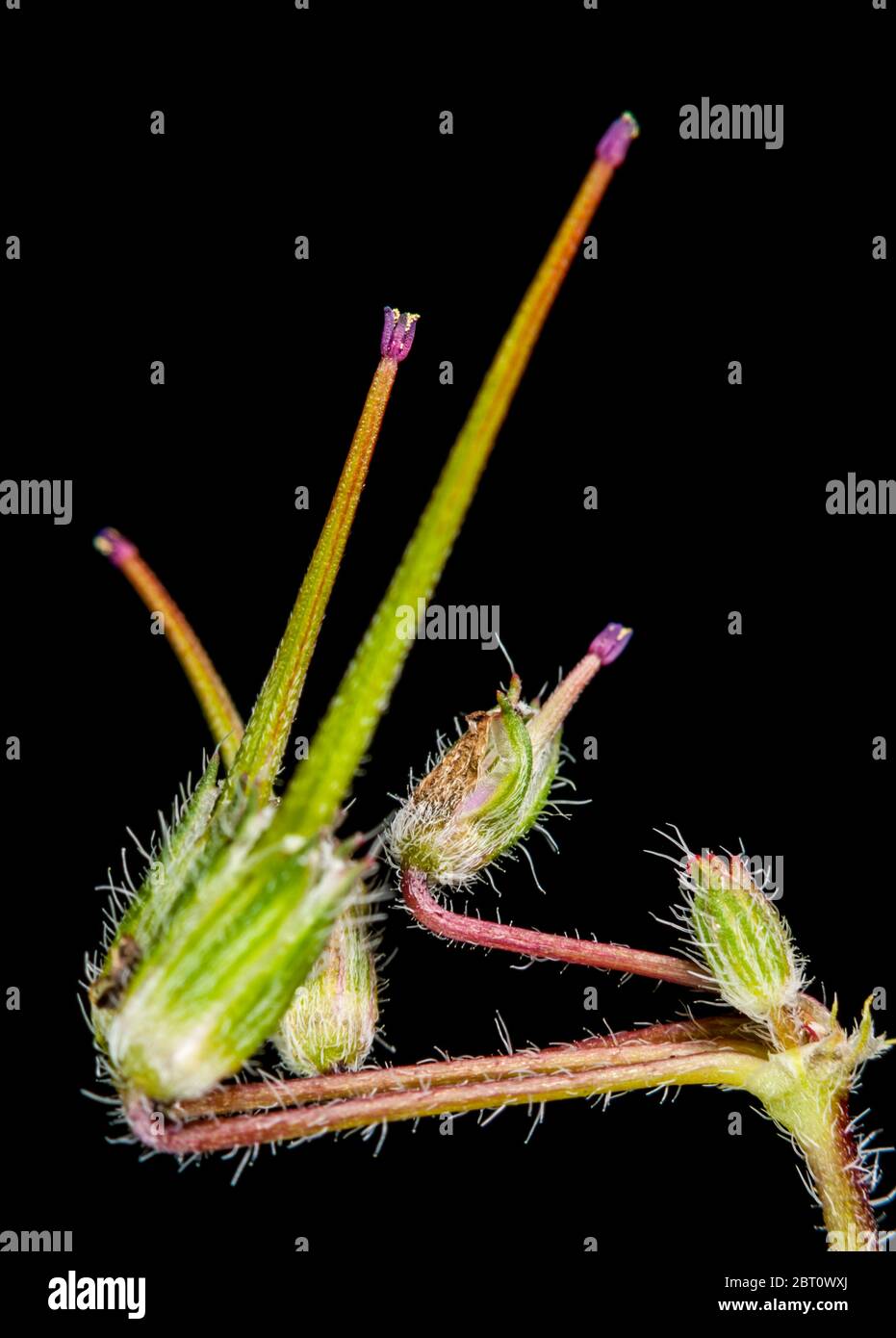 Macro-vista verticale del frutto allungato di una pianta a becco di gru (lat.: Geranio / Pelargonio) su sfondo nero. Foto Stock