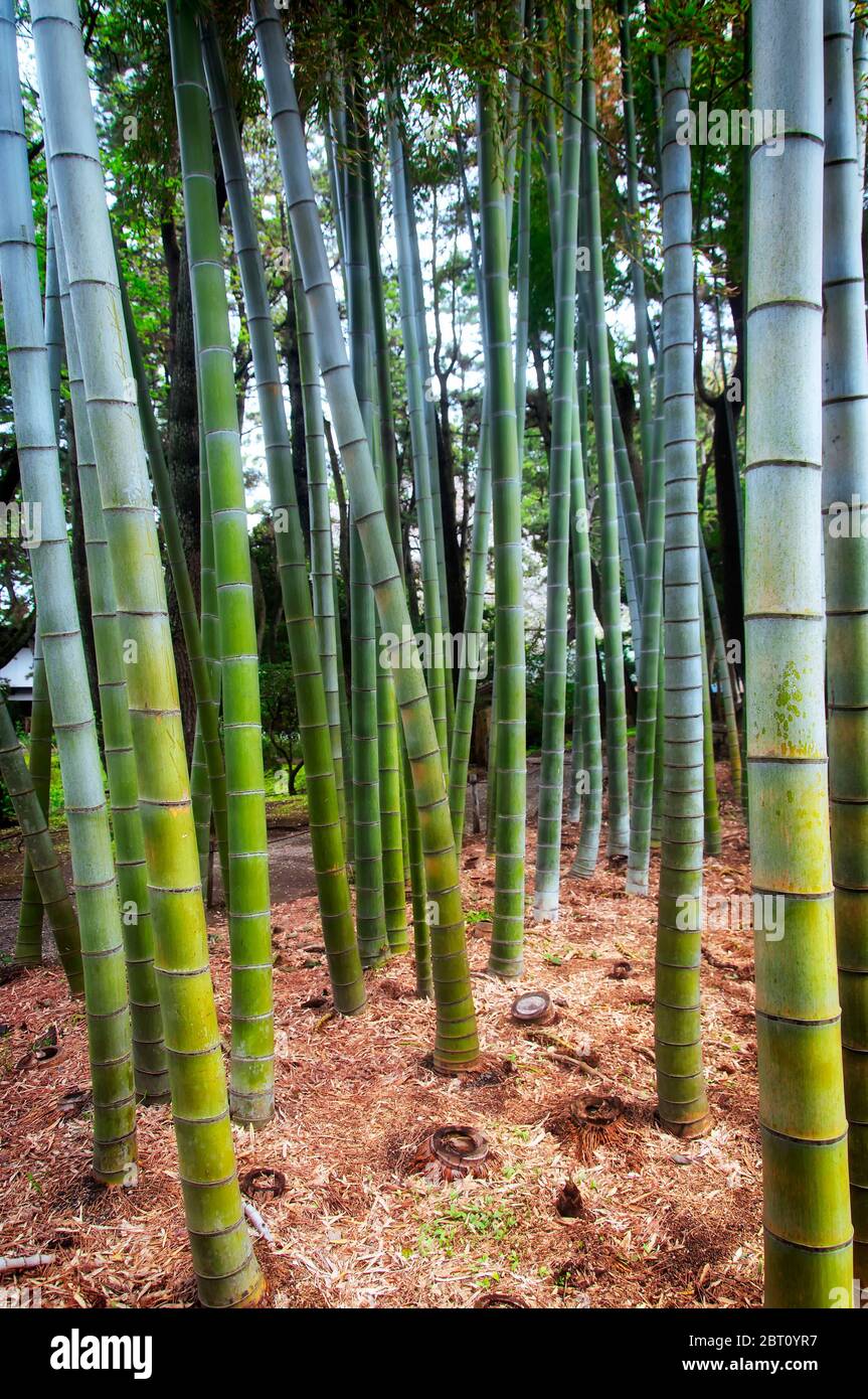 Un boschetto di alberi di bambù all'interno del Giardino Sankeien in Giappone Yokohama in una giornata overcast. Foto Stock
