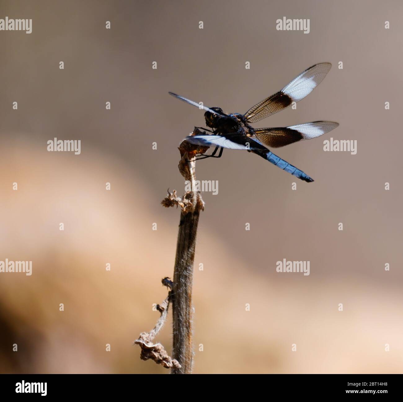 Primo piano di una Dragonfly con 4 ali e coda blu che riposa su un fusto di fiori morti. Foto Stock