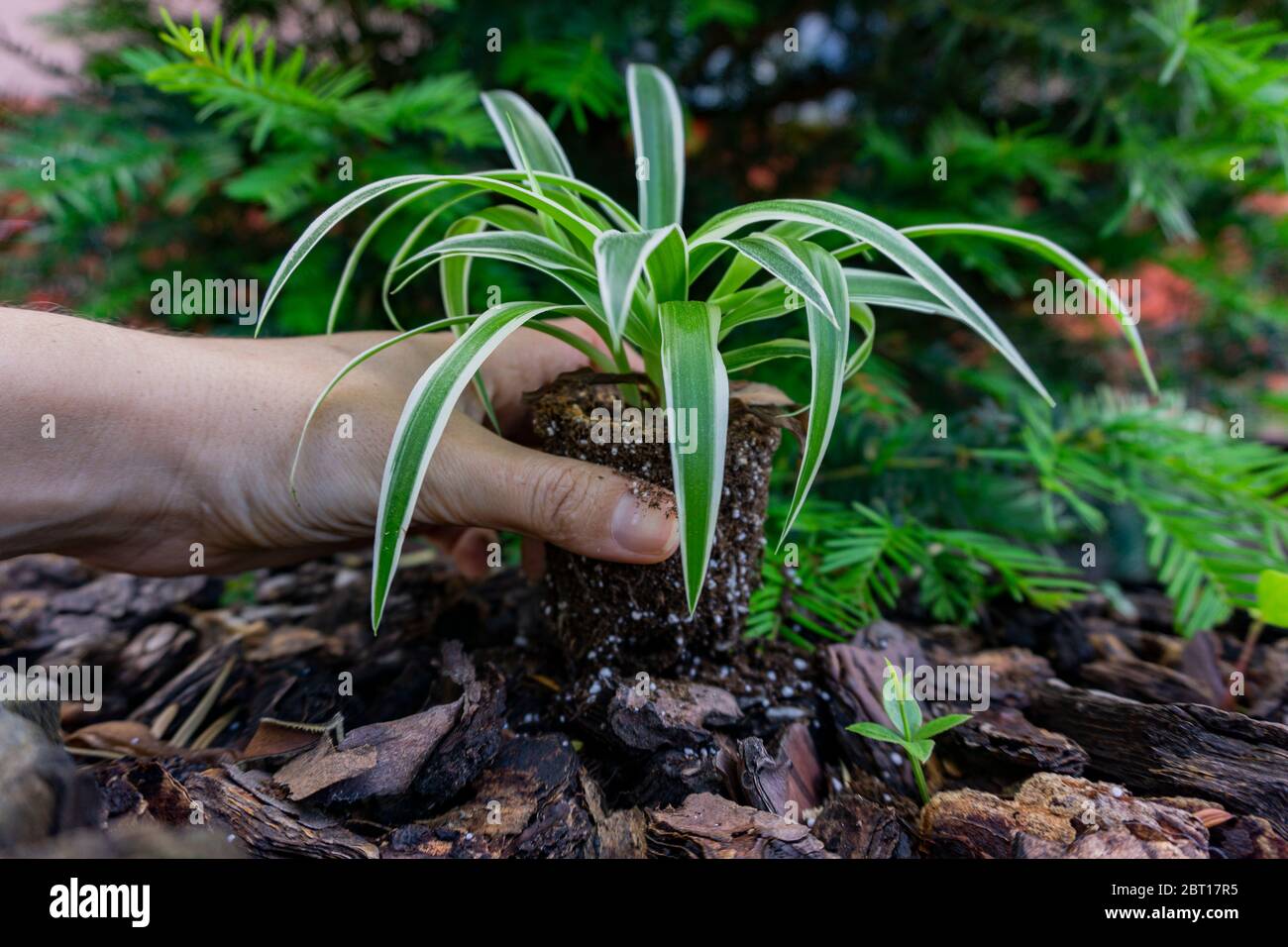 piantando una pianta sul terreno situato nel mio giardino Foto Stock