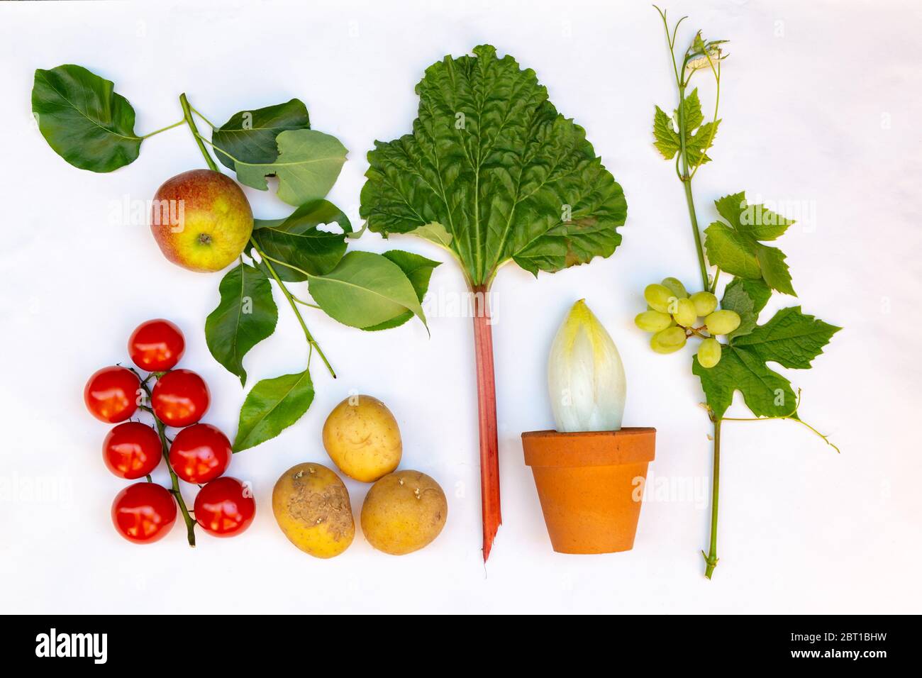 Piatto con diversi tipi di verdure fresche locali e frutta come, rabarbaro, pomodoro, mela, uva, cicoria e patate Foto Stock