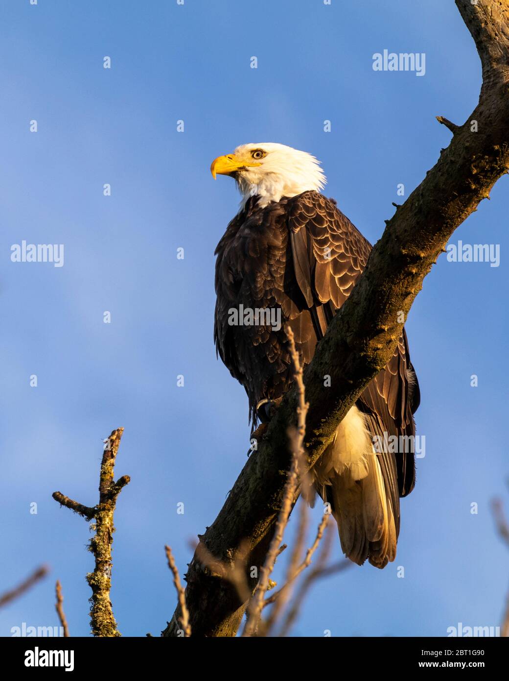 Un'aquila calva si trova su un ramo vicino a Shedd, una città nella Willamette Valley dell'Oregon, Stati Uniti. Foto Stock