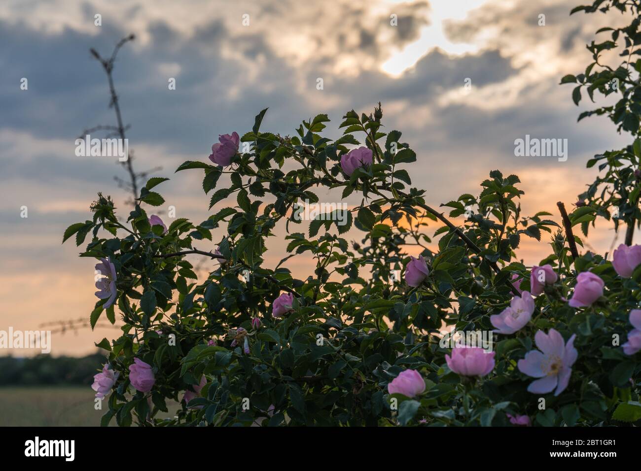 Una rosa selvaggia alla luce del sole che tramonta a maggio. Foto Stock