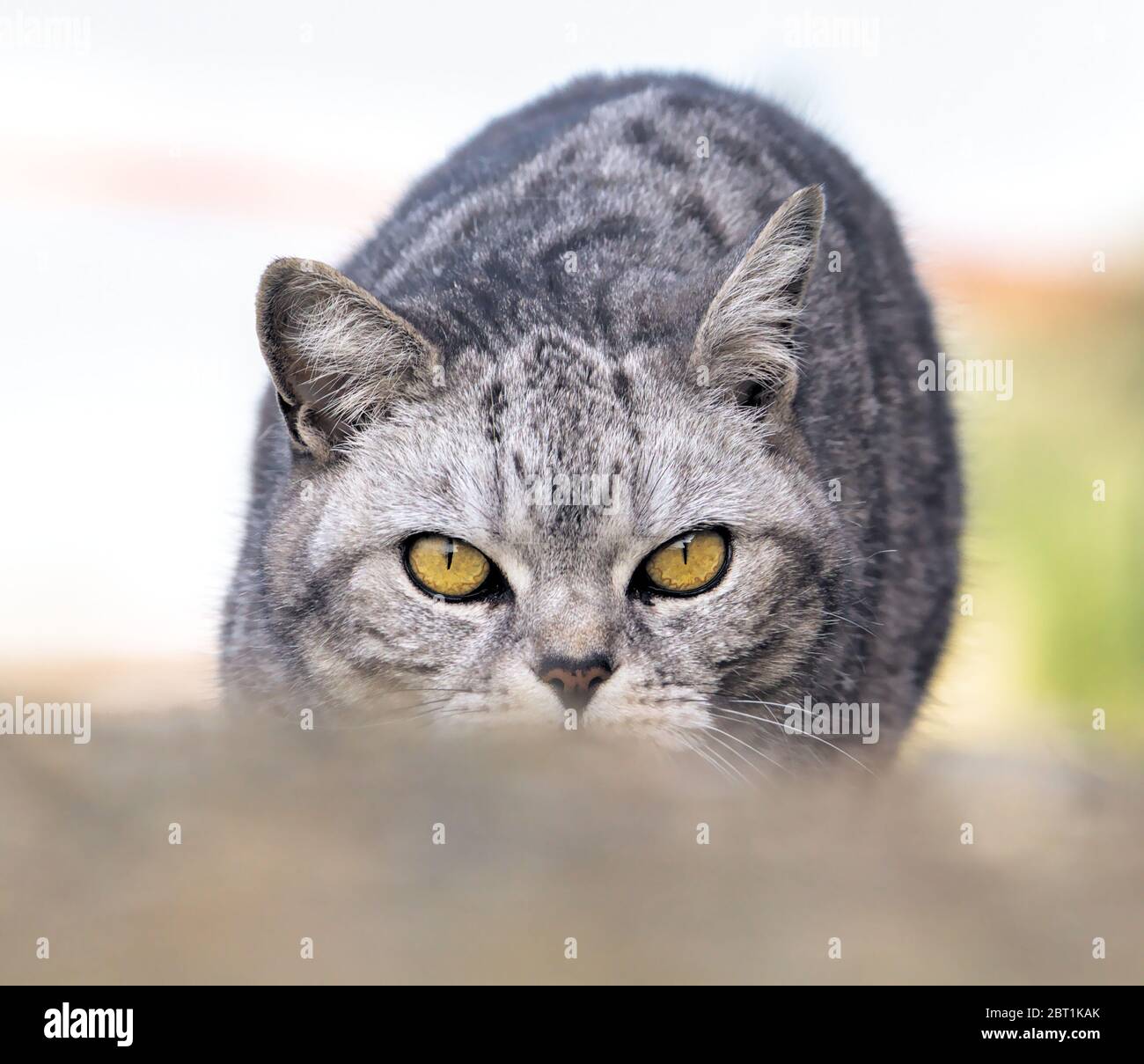 Fronte sul colpo di un gatto grigio Tabby con occhi gialli Stalking Prey accovacciato basso a terra Foto Stock