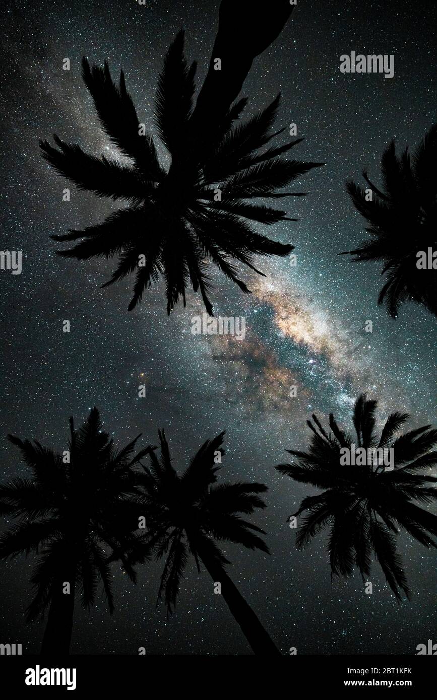 Guardando verso la galassia della Via Lattea attraverso un gruppo di palme cilene nel Cile centrale. Foto Stock