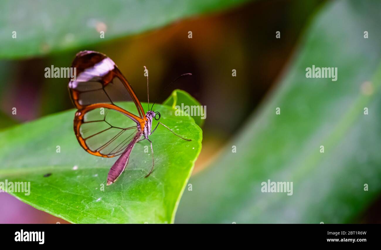 Bella macro closeup di una farfalla di vetro, specie di insetto tropicale dal Sud America Foto Stock