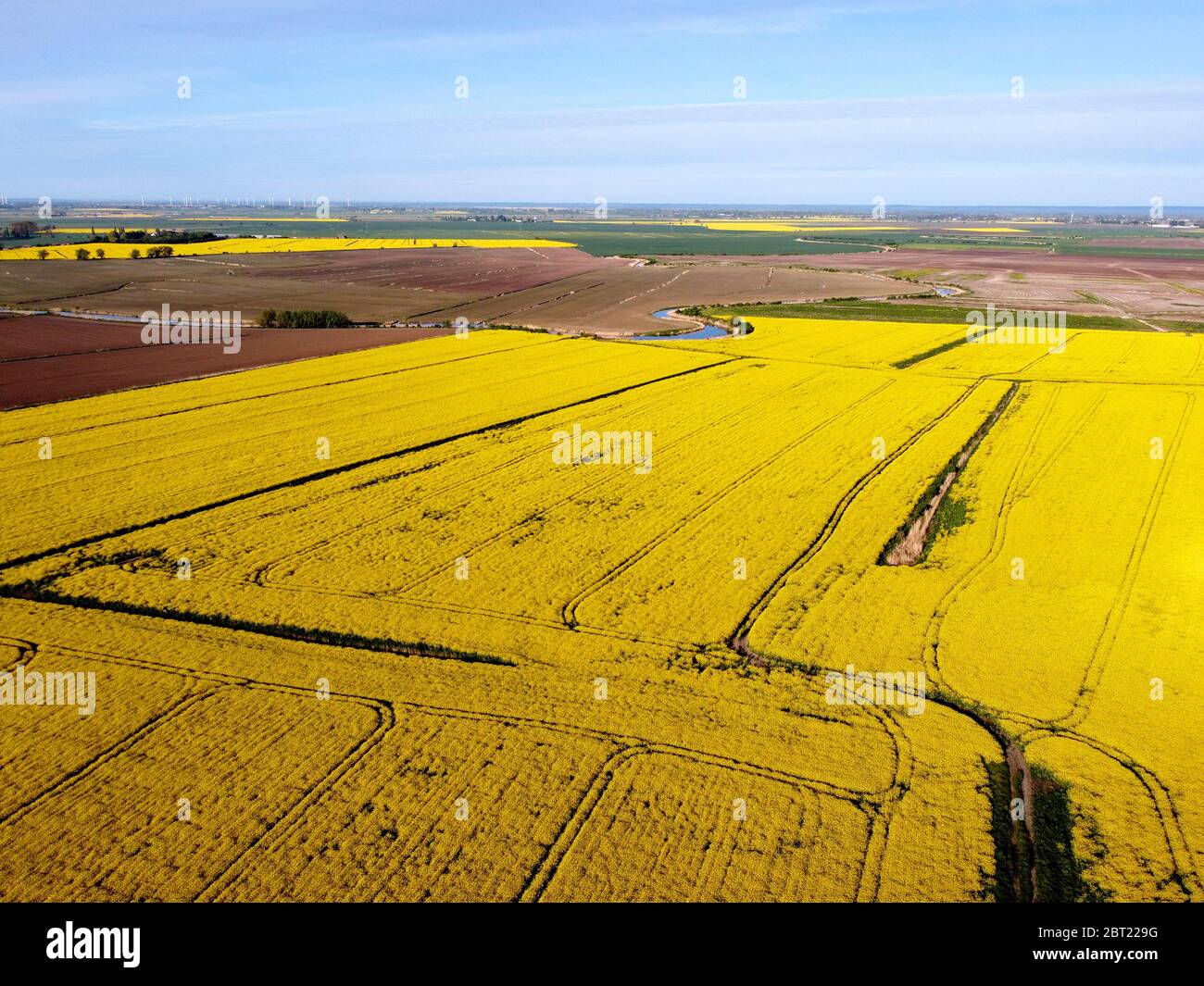 Campo di stupro su Zulawy Wislane, Polonia Foto Stock