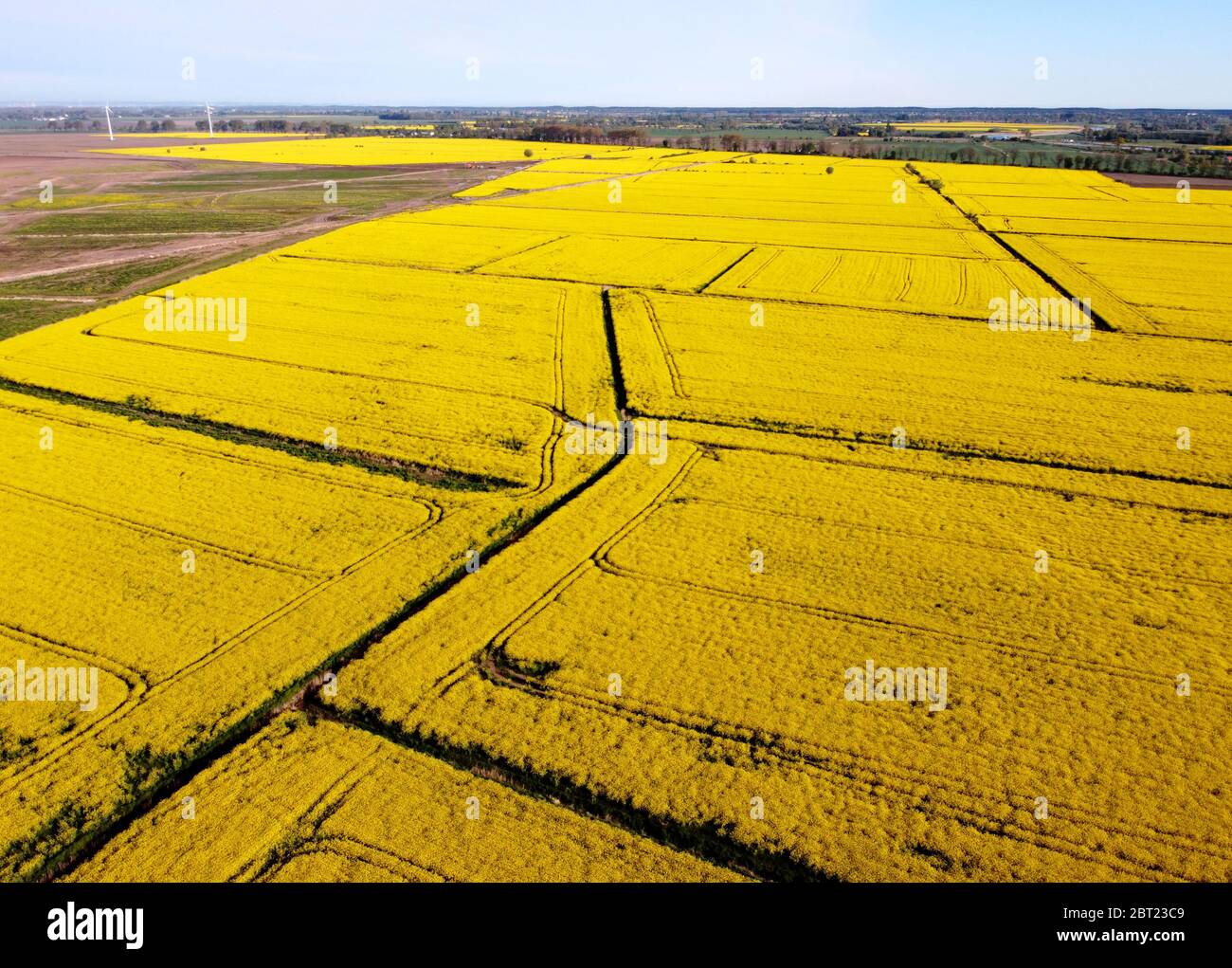 Vista aerea su campi con stupro, Zulawy Wislane, Polonia Foto Stock