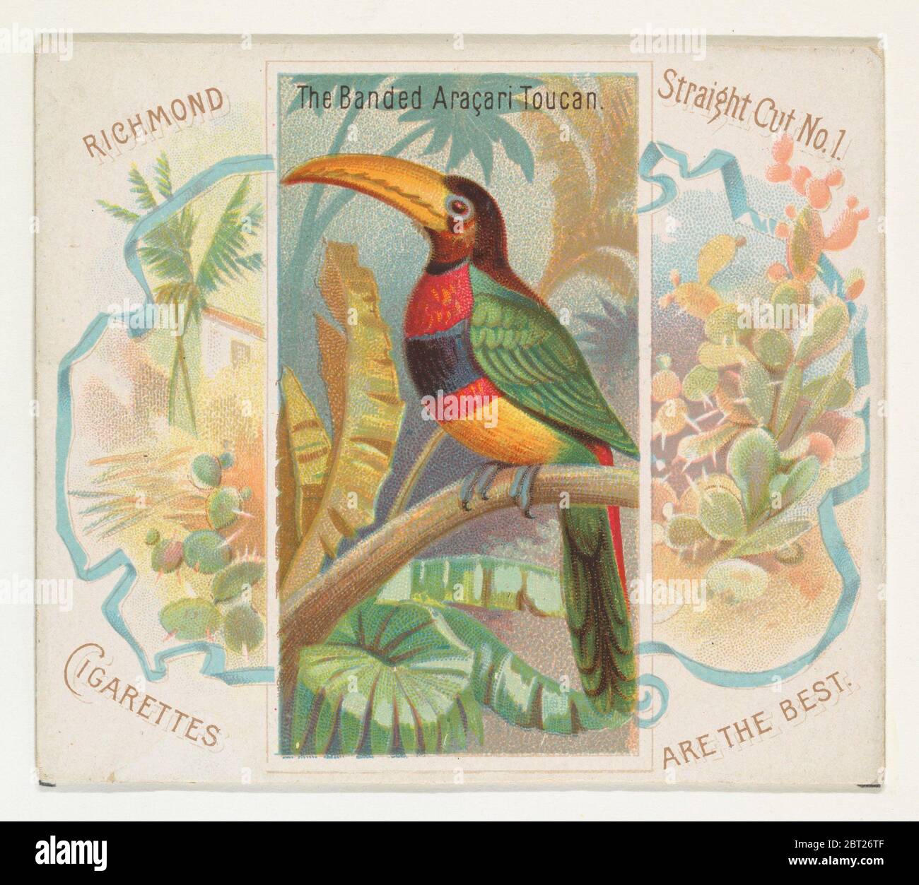 Il toucan aracari a bande, dalla serie Birds of the Tropics (N38) per Allen &amp; Ginter sigarette, 1889. Foto Stock