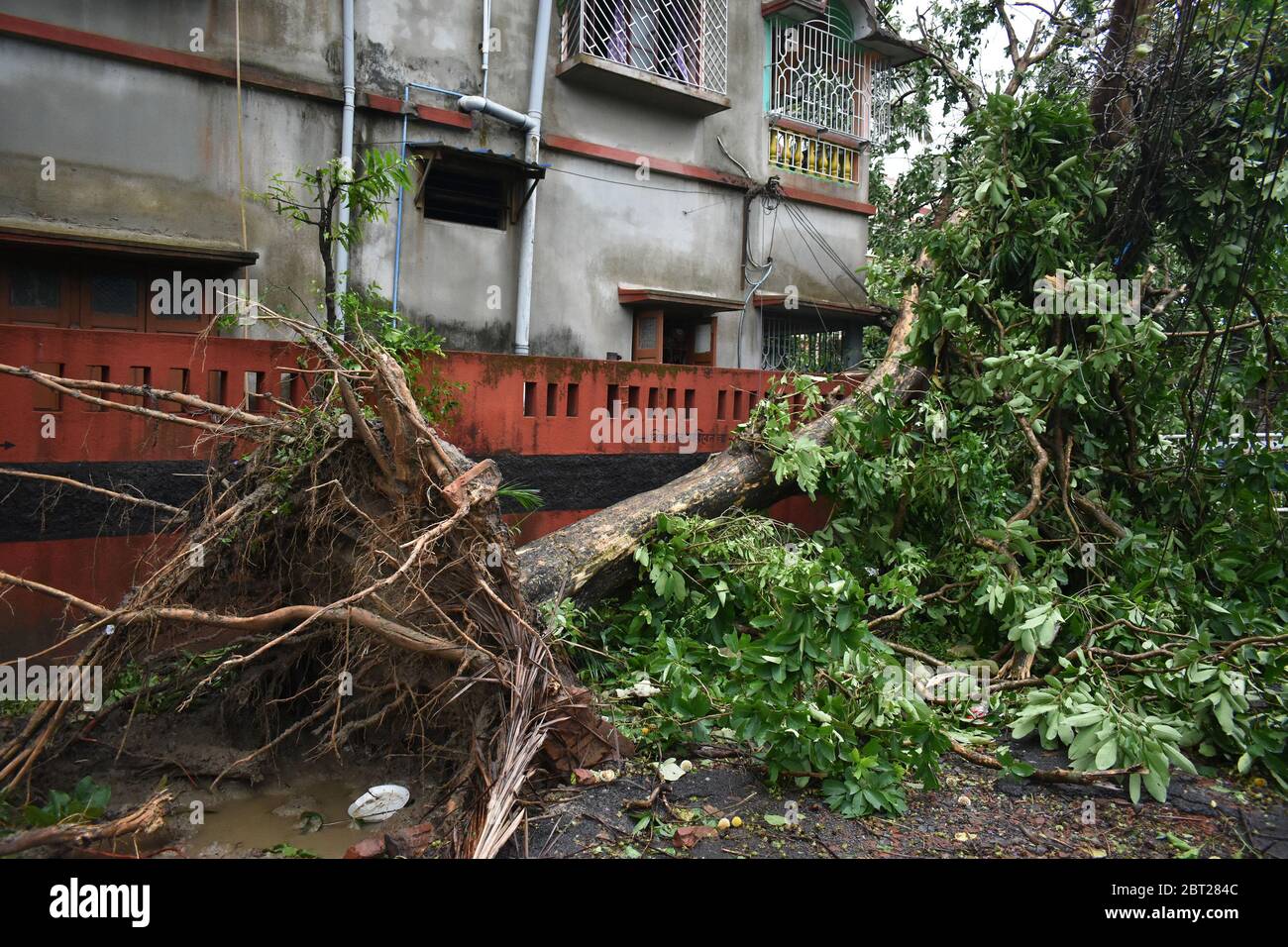 La città indiana orientale di Kolkata è stata devastata da un potente ciclone che ha ucciso almeno 84 persone in India e Bangladesh. Amphan ha fatto la caduta di terra il mercoledì, fermentando le zone costiere con vento feroce e pioggia. La tempesta si sta indebolendo mentre si sposta a nord in Bhutan.migliaia di alberi sono stati sradicati nelle galee, l'elettricità e le linee telefoniche abbattute e le case appiattite.molte delle strade di Kolkata sono allagate e i suoi 14 milioni di persone senza internet, energia e telecomunicazioni. (Foto di Sudipta Das/Pacific Press/Sipa USA) Foto Stock
