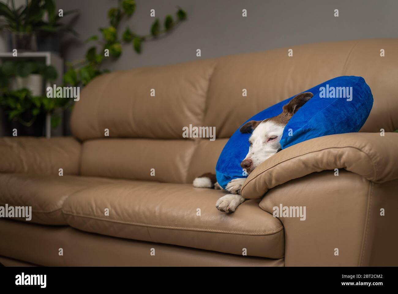 Carino cane Collie bordo su un divano, indossando il collare gonfiabile blu Foto Stock