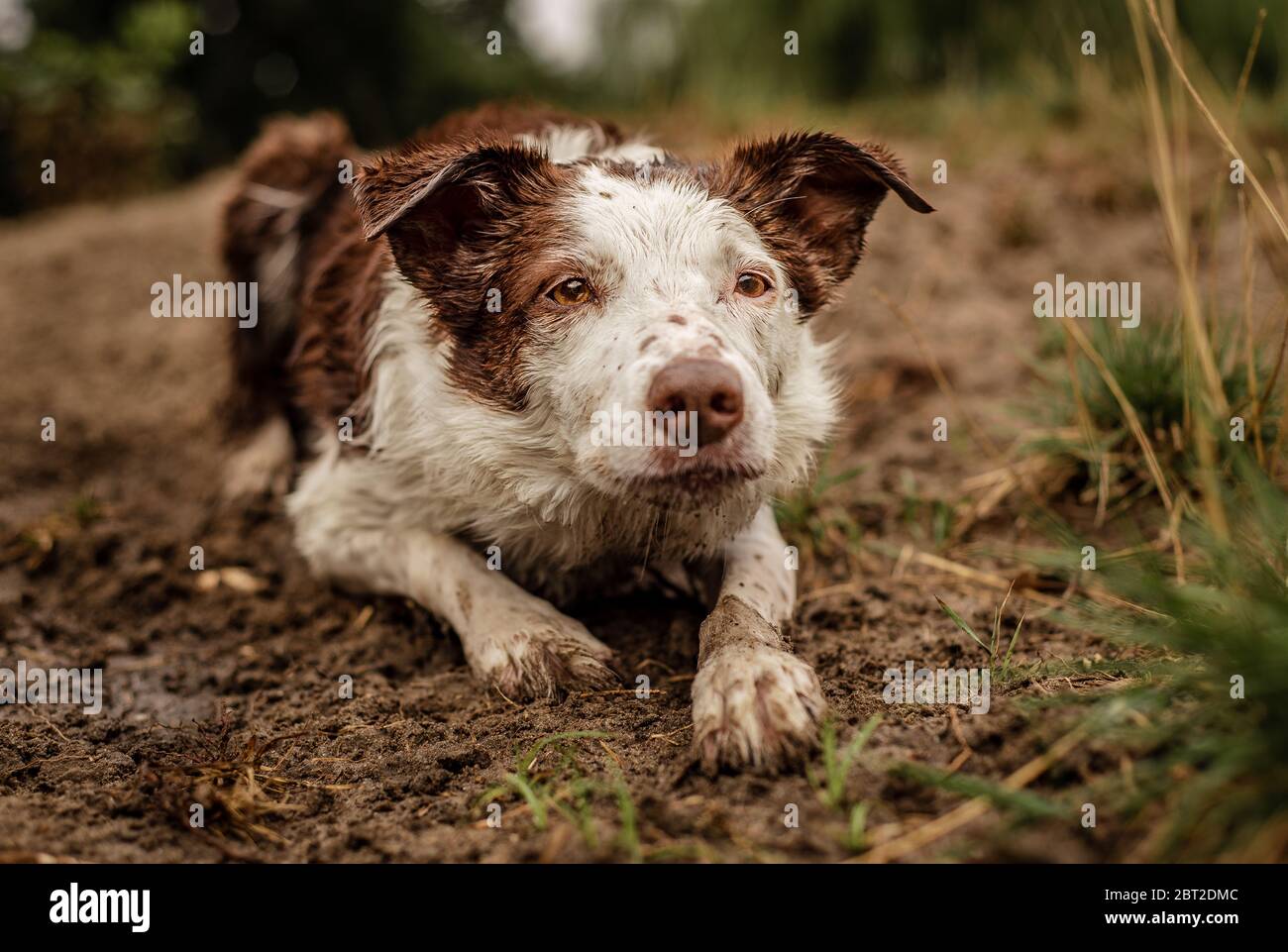 Bordo marrone e bianco Collie che preserda e posa in fango Foto Stock