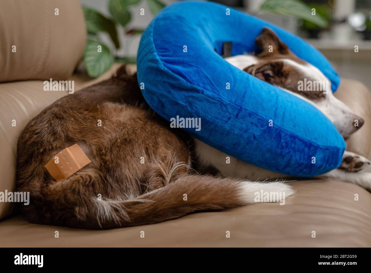 Blue gonfiabile ciambella elizabethan collare su un ferito cane. Cure mediche, oggetti di veterinario Foto Stock