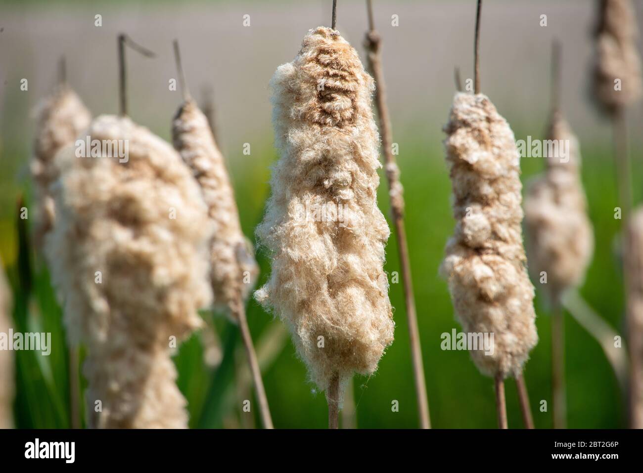 Seme di burrone comune a Groene Hart, Olanda Foto Stock