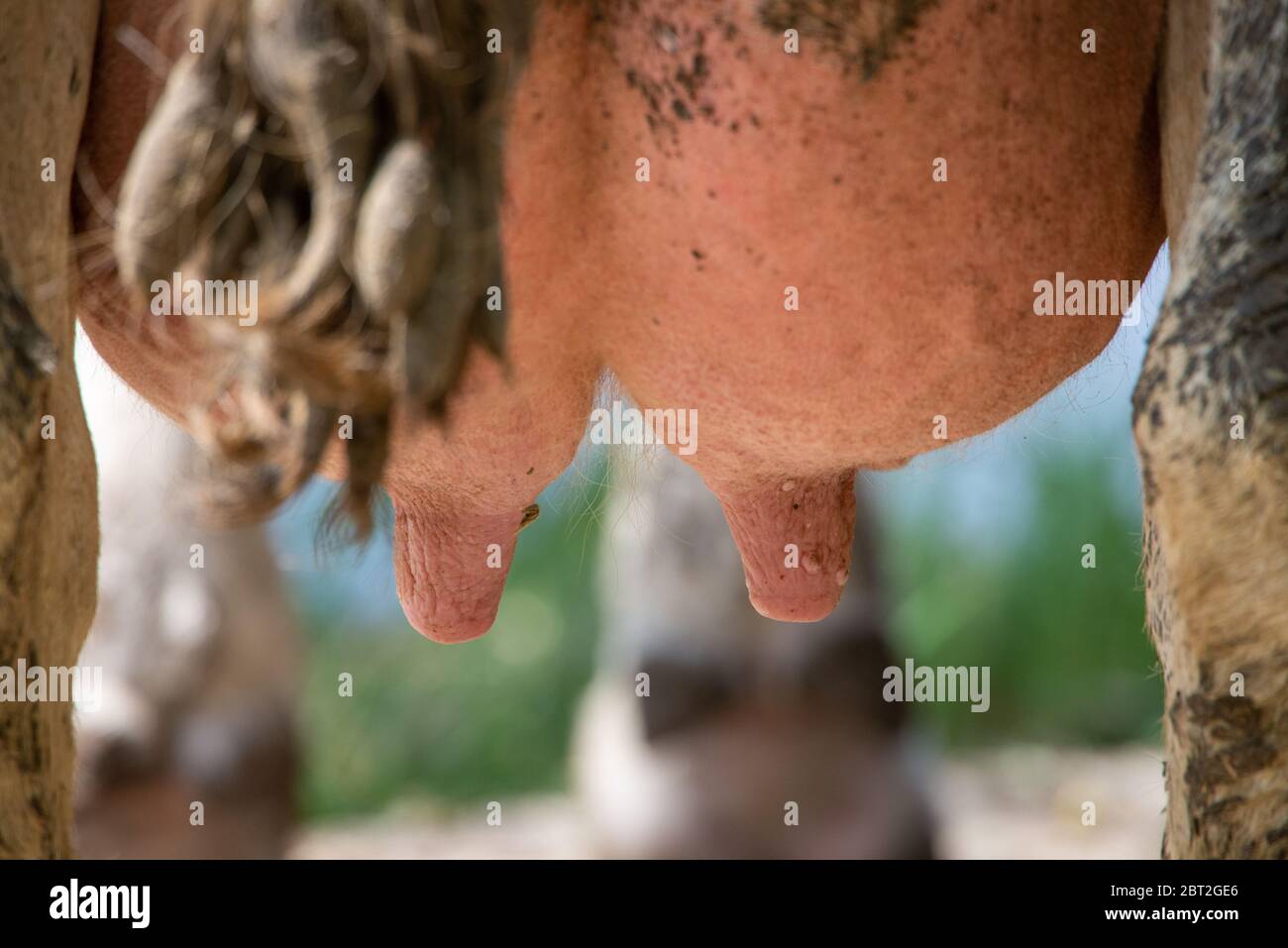 Primo piano di mammelle di mucca a Groene Hart, Olanda Foto Stock