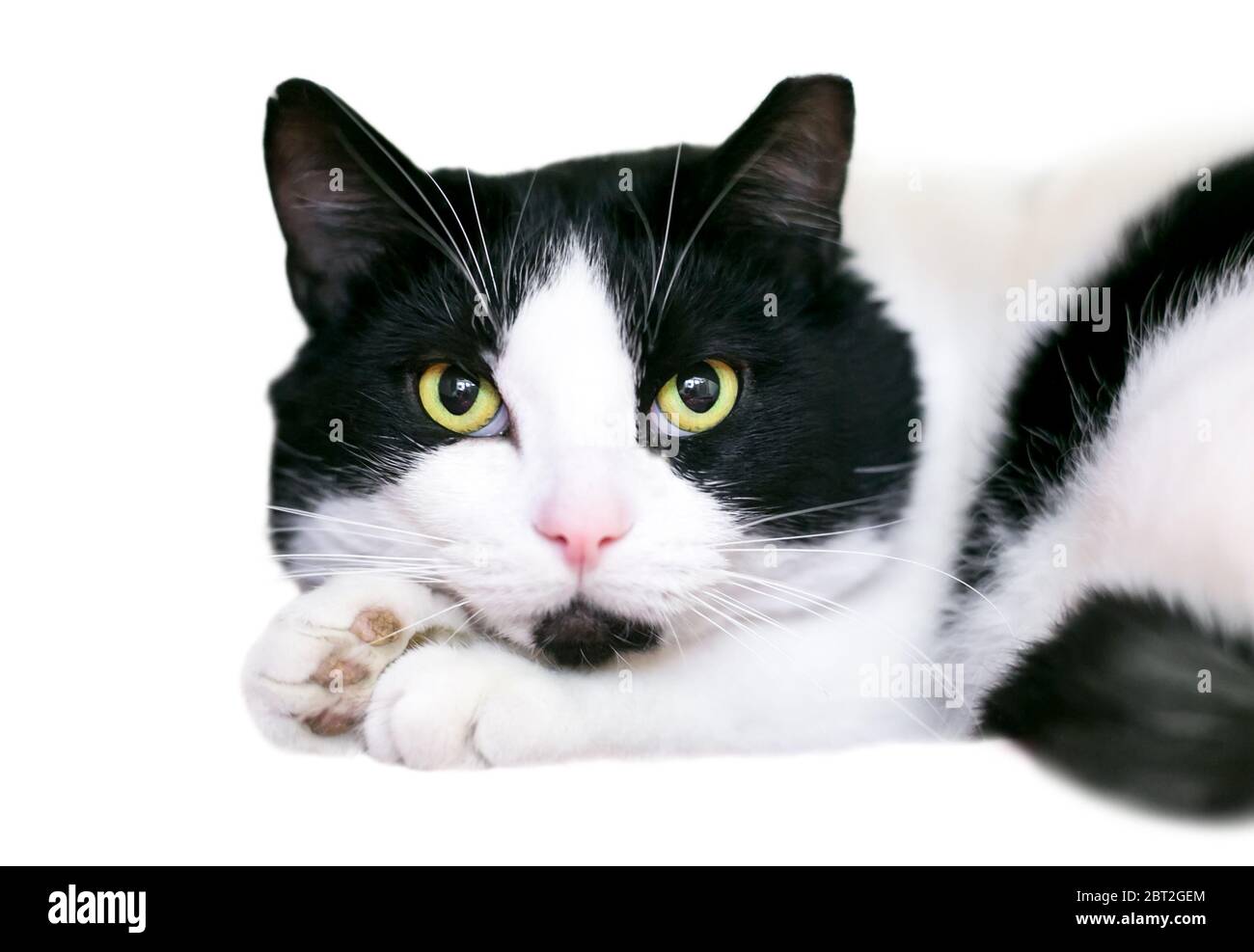 Un gatto nero e bianco shorthair poggiando la testa sulle zampe Foto Stock