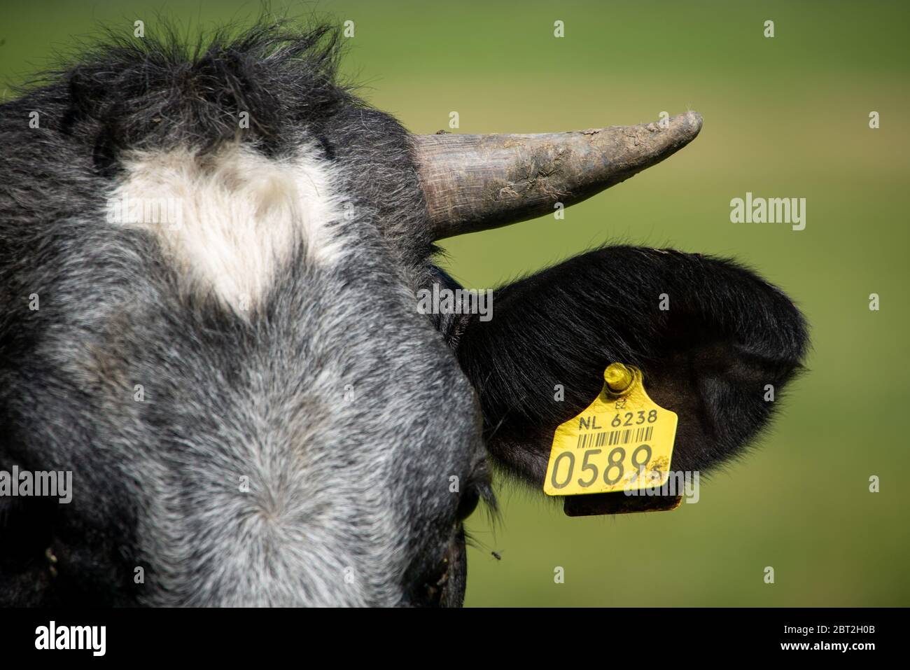 Primo piano di mucca con marchio a Groene Hart, Olanda Foto Stock