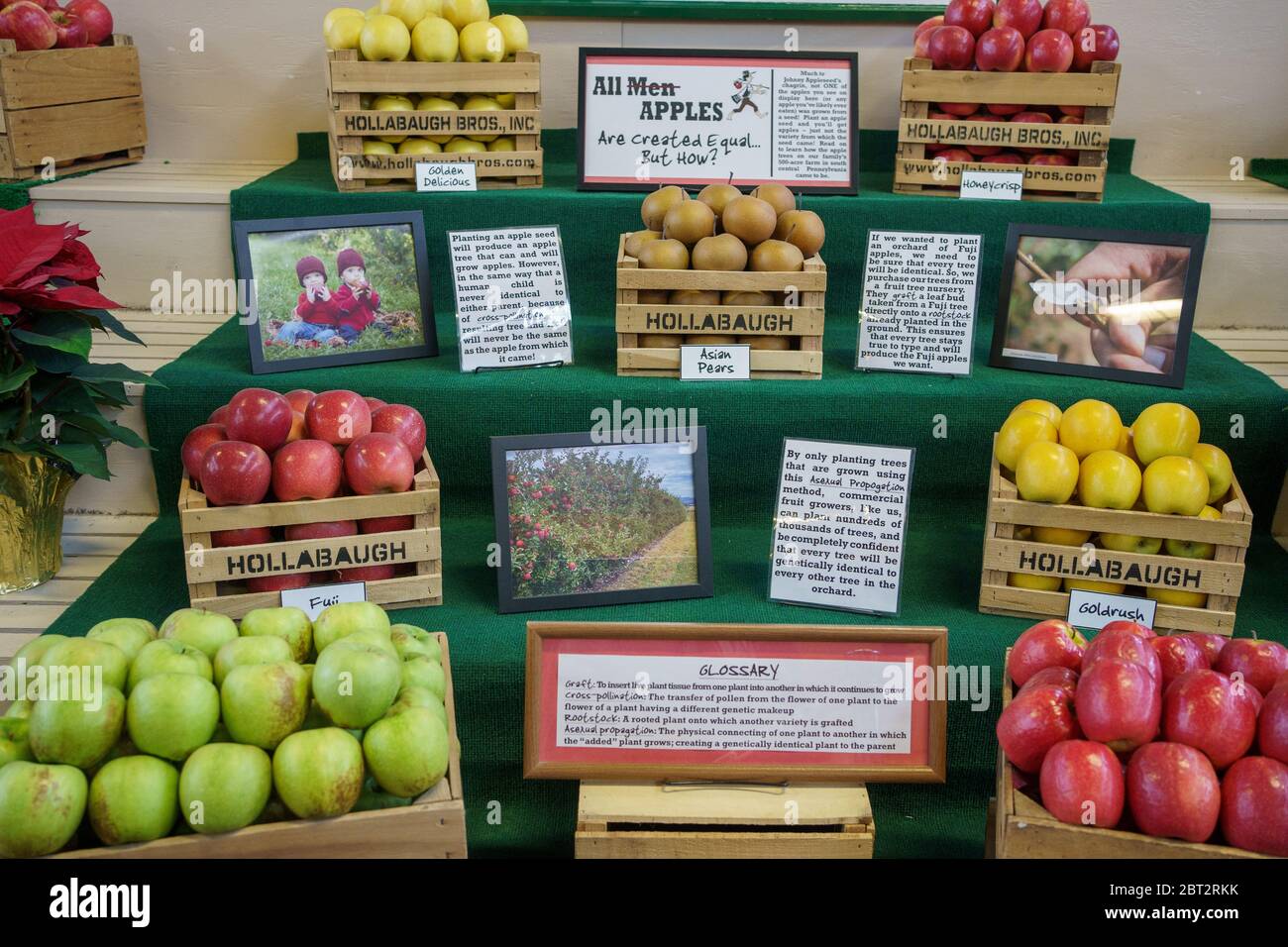 Harrisburg, PA / USA - 6 gennaio 2020: Le mele fresche, una delle grandi colture agricole della Pernnnsilvania, sono esposte all'annuale fiera agricola della PA. Foto Stock