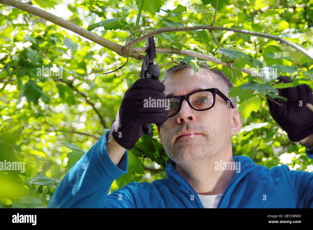 Un giardiniere tagliò rami in un frutteto. L'uomo si prende cura delle piante nel giardino. Lavoro a molla con cesoie potatrici. Foto Stock