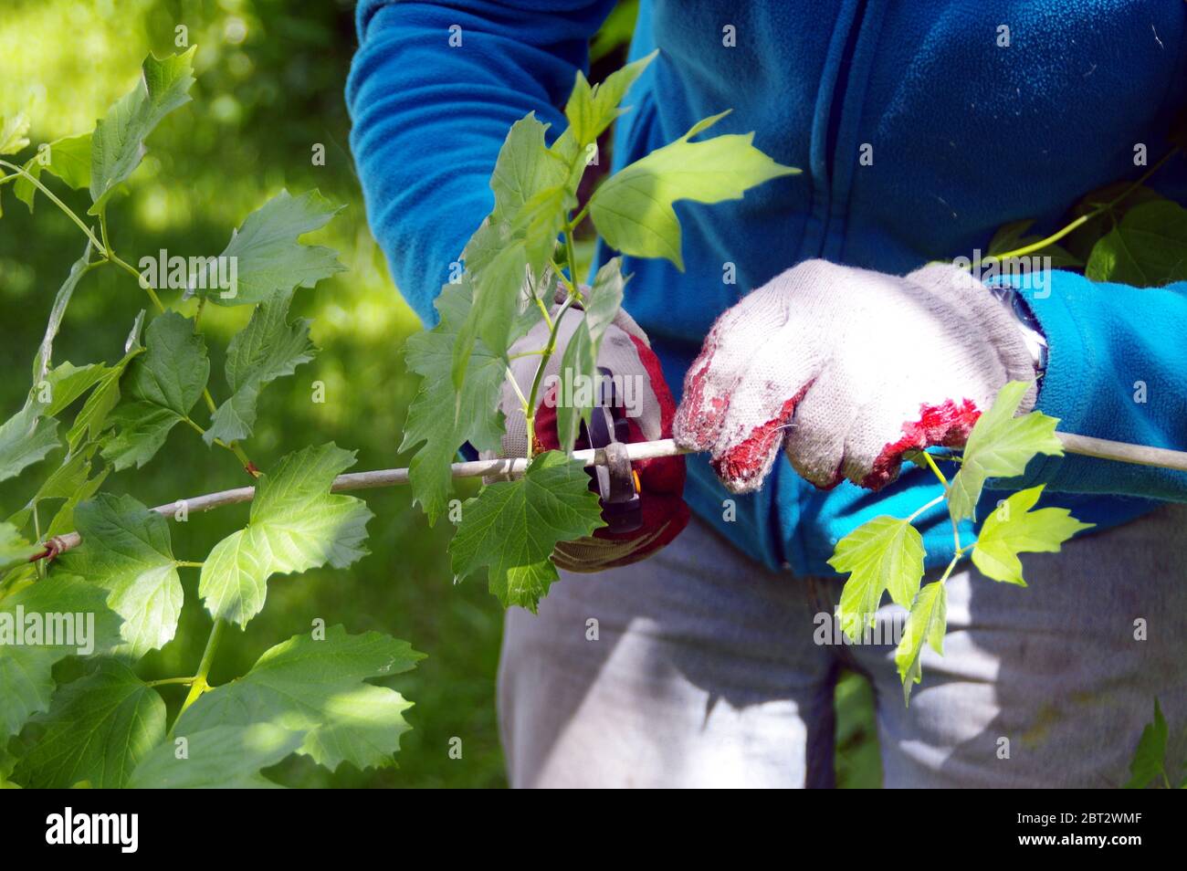 Un giardiniere accorcia rami in un frutteto. L'uomo si prende cura delle piante nel giardino. Lavoro a molla con cesoie potatrici. Foto Stock