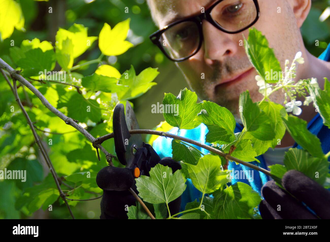 Un giardiniere tagliò rami in un frutteto. L'uomo si prende cura delle piante nel giardino. Lavoro a molla con cesoie potatrici. Foto Stock