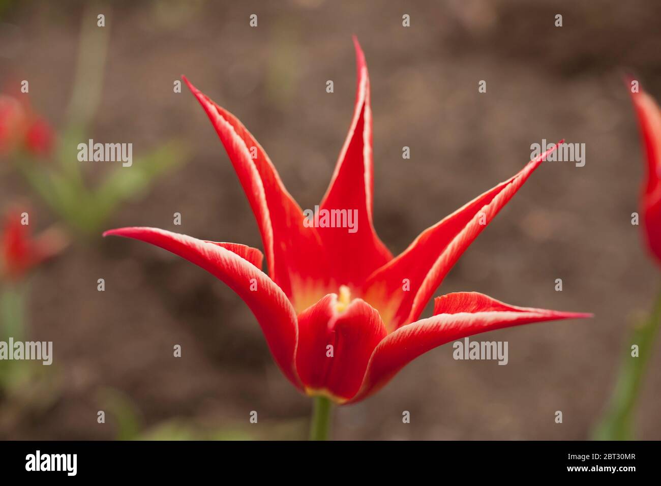 Primo piano di Aladdin Lily tulipano. Foto Stock