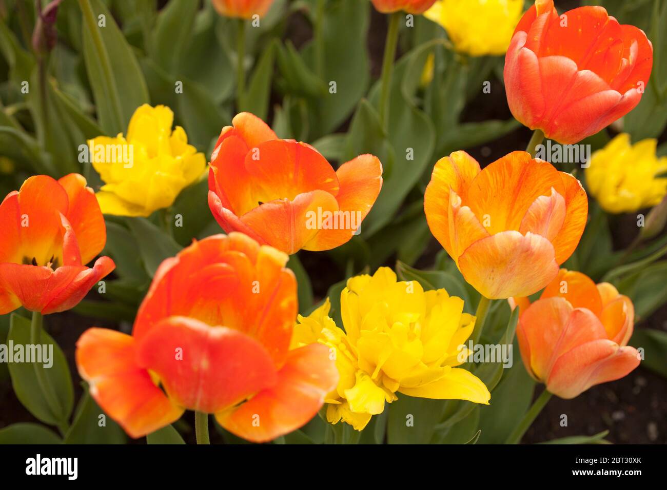 Letto di tulipani Colorblends in un parco in primavera. Foto Stock