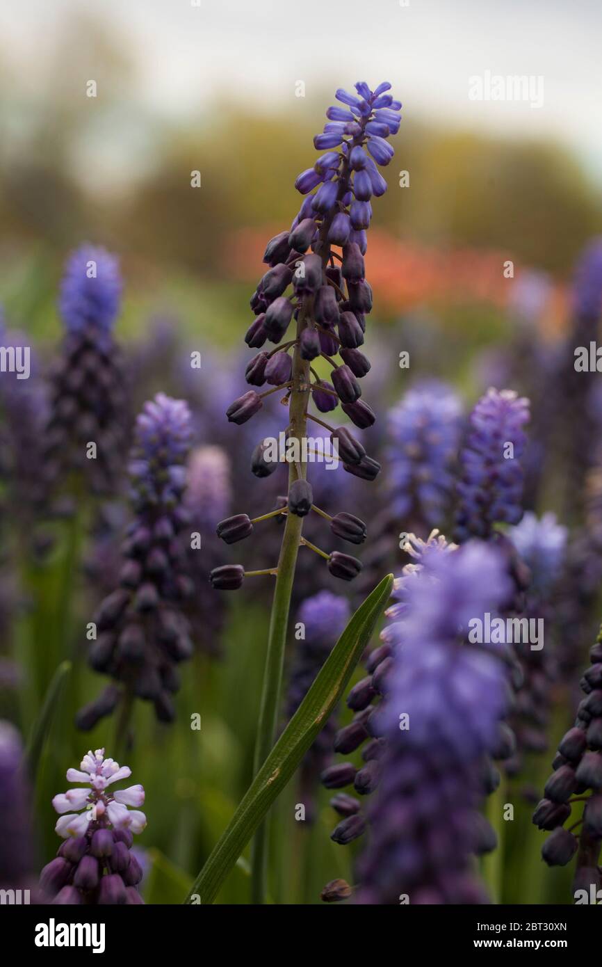 Giacinti d'uva in un giardino di primavera. Foto Stock